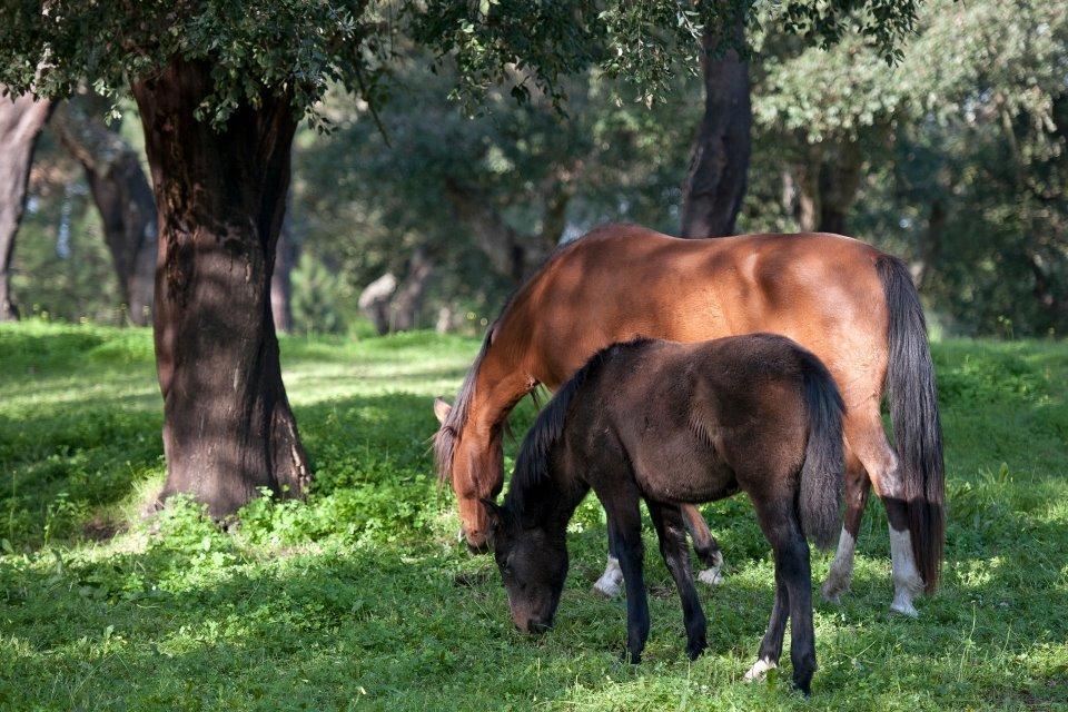 Coudelaria Vale Pau Villa Coruche Luaran gambar