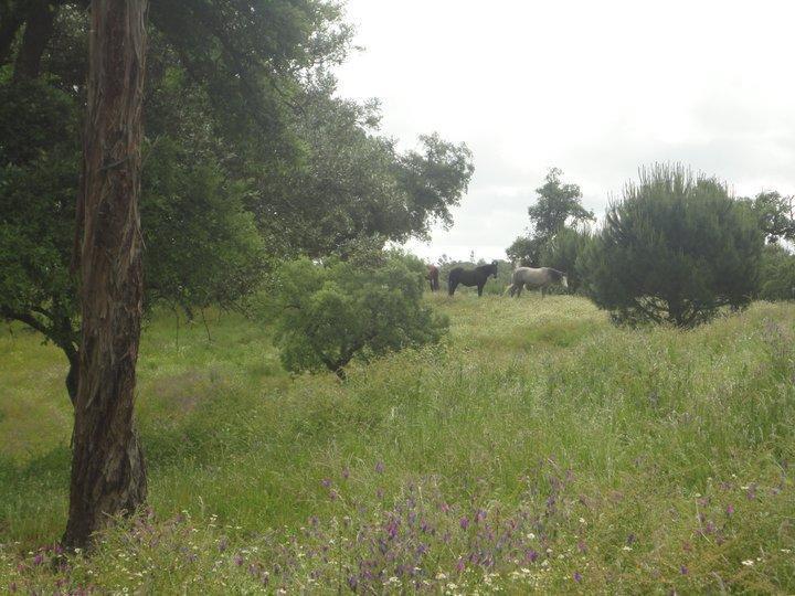 Coudelaria Vale Pau Villa Coruche Luaran gambar