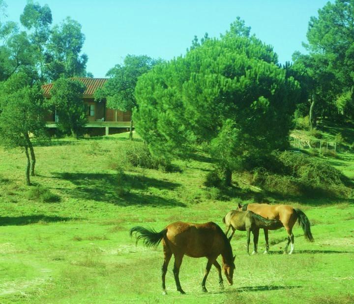 Coudelaria Vale Pau Villa Coruche Luaran gambar