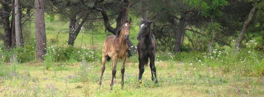 Coudelaria Vale Pau Villa Coruche Luaran gambar